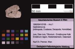 Foto (Objekt + Etiketten) von Gastrodorus sp. (NHMW-GEO-1990-0041-0108)